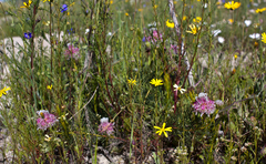 Serruria furcellata