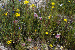 Serruria furcellata
