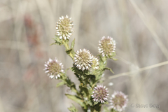 Pterocaulon