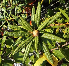 Rhododendron hypoleucum