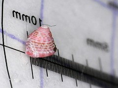 Jujubinus exasperatus