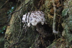 Strobilomyces latirimosus