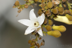 Brachychiton australis