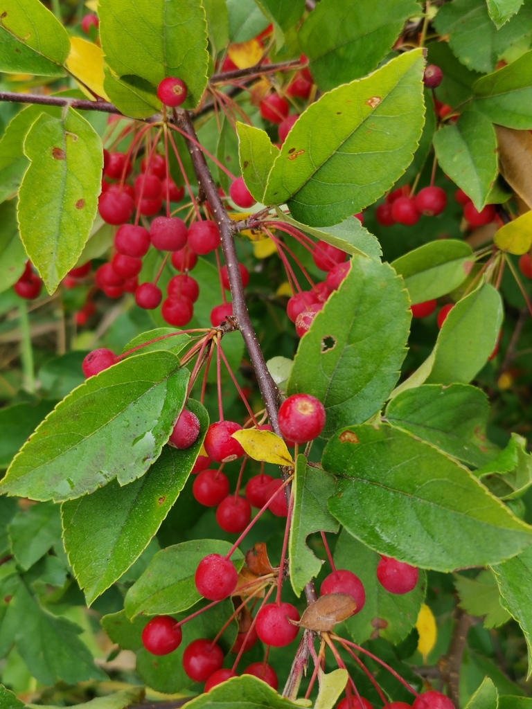 Toringo Crabapple