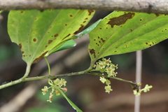 Smilax ovalifolia