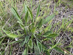 Cynoglossum australe