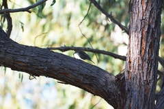 Cormobates leucophaea leucophaea
