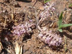 Ledebouria leptophylla
