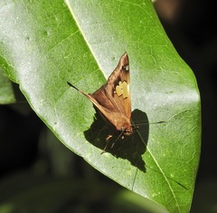 Netrocoryne repanda