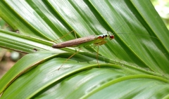 Hapalopezella maculata