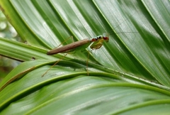 Hapalopezella maculata