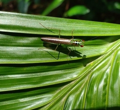 Hapalopezella maculata