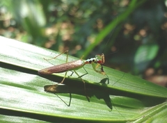Hapalopezella maculata