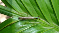 Hapalopezella maculata