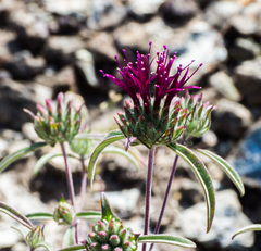 Monardella douglasii