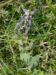 Leonurus quinquelobatus