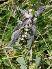 Leonurus quinquelobatus