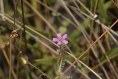 Drosera aquatica