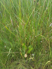 Scorzonera parviflora