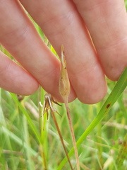 Scorzonera parviflora