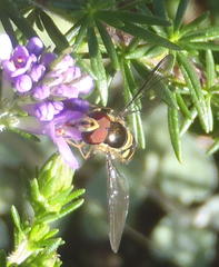 Allograpta fuscotibialis