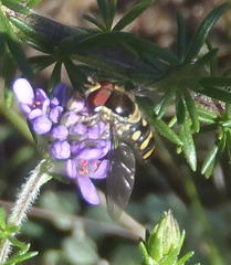 Allograpta fuscotibialis