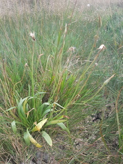 Scorzonera parviflora