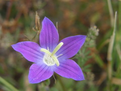Campanula ramosissima