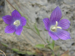 Campanula ramosissima