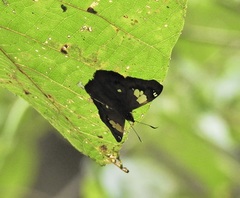Netrocoryne repanda