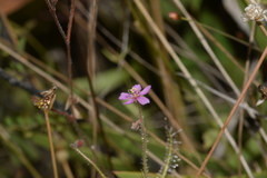 Drosera aquatica