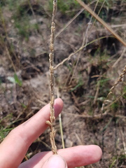 Beckmannia eruciformis