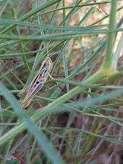Euchorthippus declivus