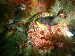 Pentacta doliolum
