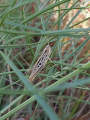 Euchorthippus declivus