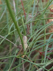 Euchorthippus declivus