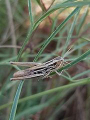 Euchorthippus declivus