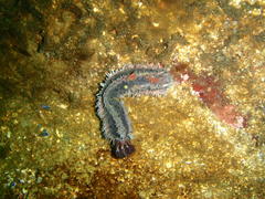 Pentacta doliolum