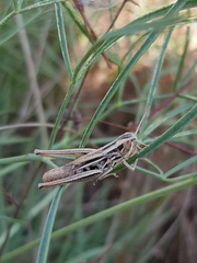 Euchorthippus declivus
