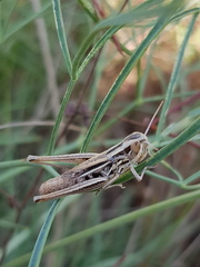 Euchorthippus declivus