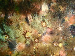 Pentacta doliolum