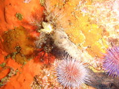 Pentacta doliolum