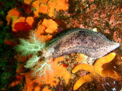 Pentacta doliolum
