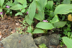 Curcuma