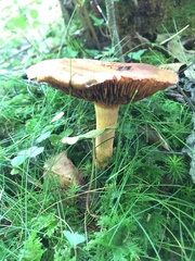 Cortinarius rubicundulus