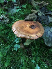 Cortinarius rubicundulus