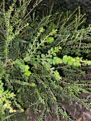 Maclura cochinchinensis