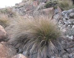 Ficinia compasbergensis