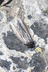 Pseudomaenas alcidata