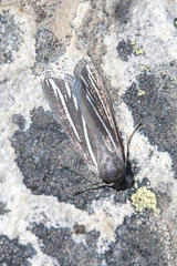 Pseudomaenas alcidata